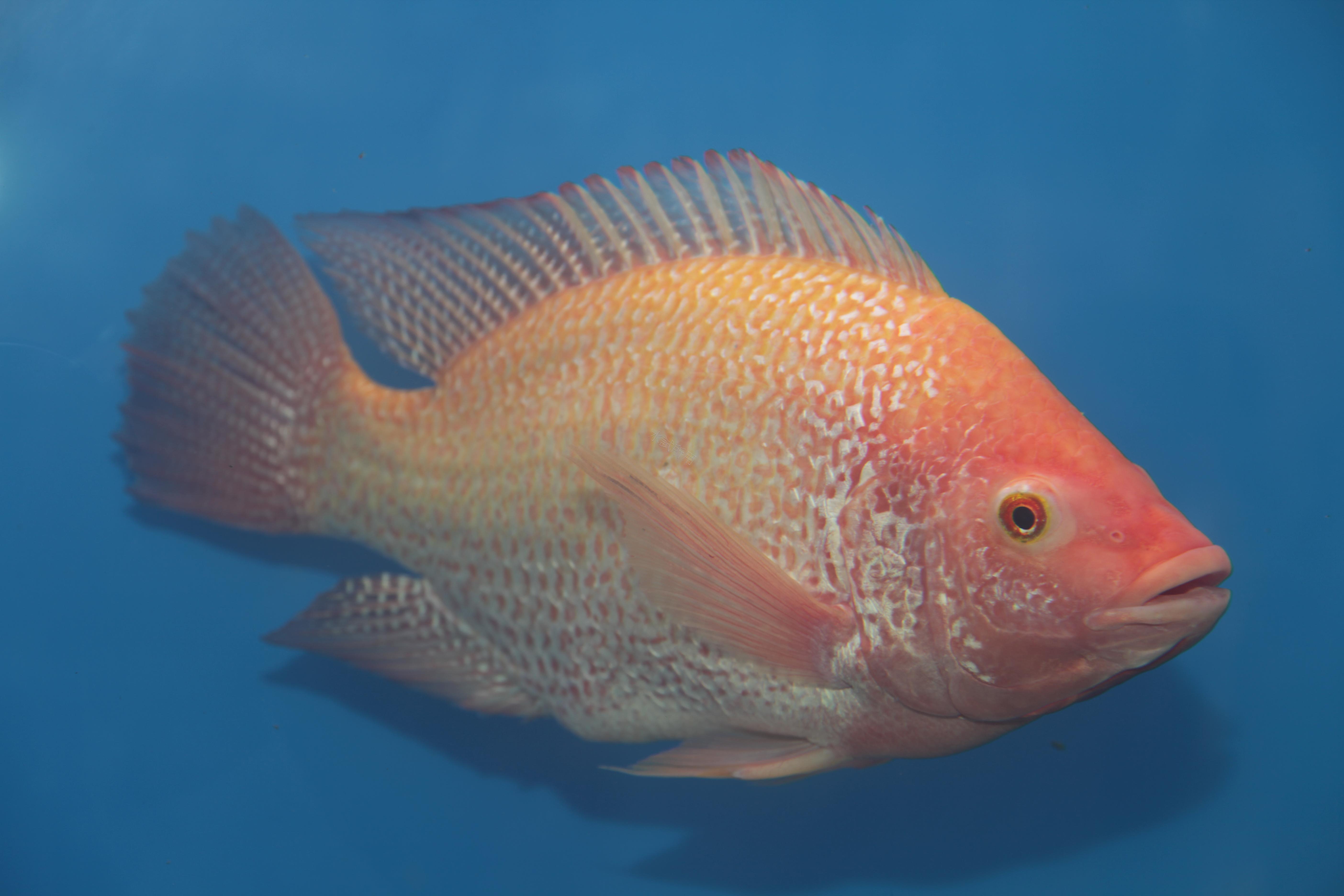 注入臺灣鯛研發新能量－國際吳郭魚種原交換 