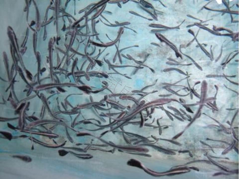 海鱺育種研究-打開養殖近親化癥結