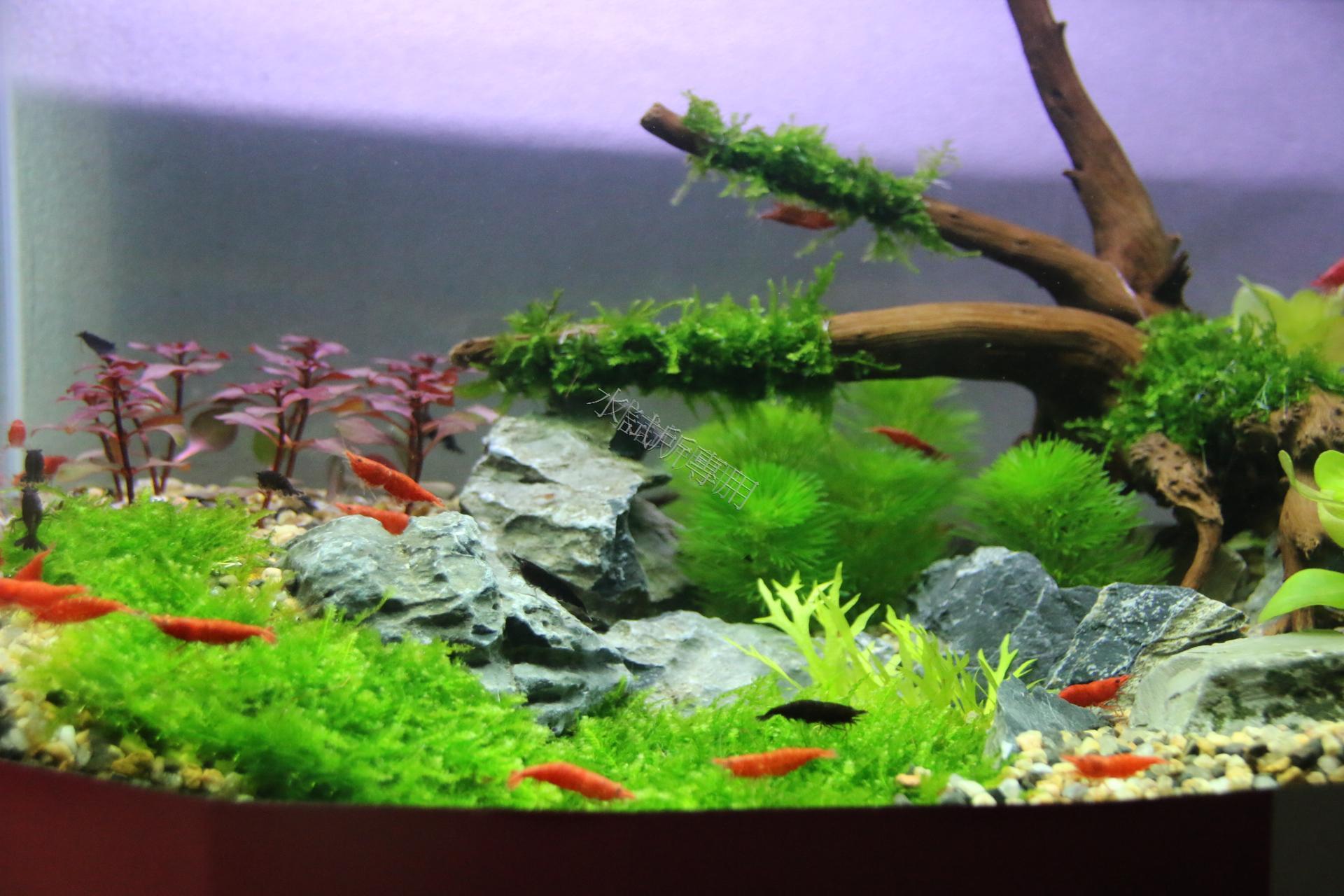 本土淡水蝦繁養殖技術之研發