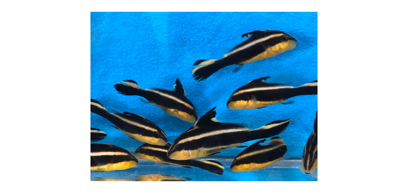  圖2. 密點少棘胡椒鯛魚苗