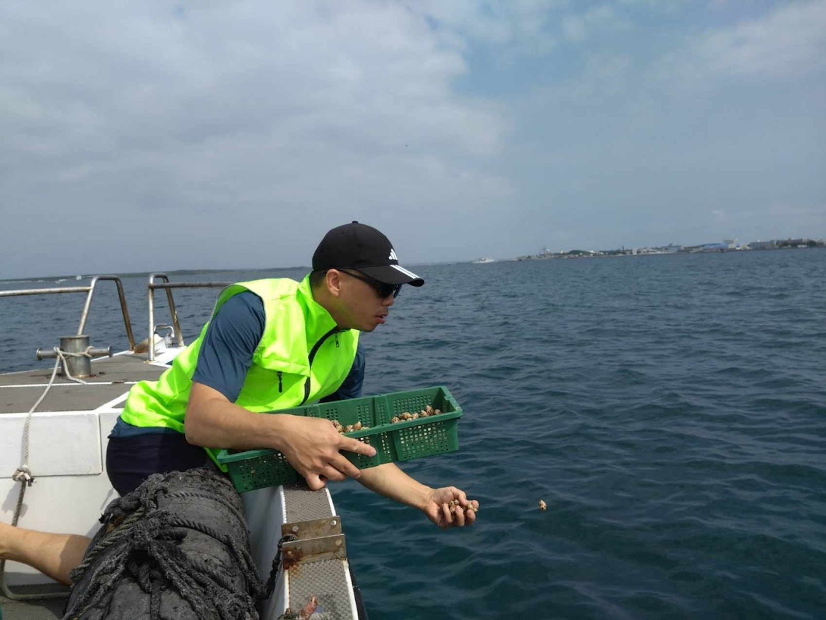 圖1、澎湖海域放流之象牙鳳螺種苗，殼長均達1公分以上。