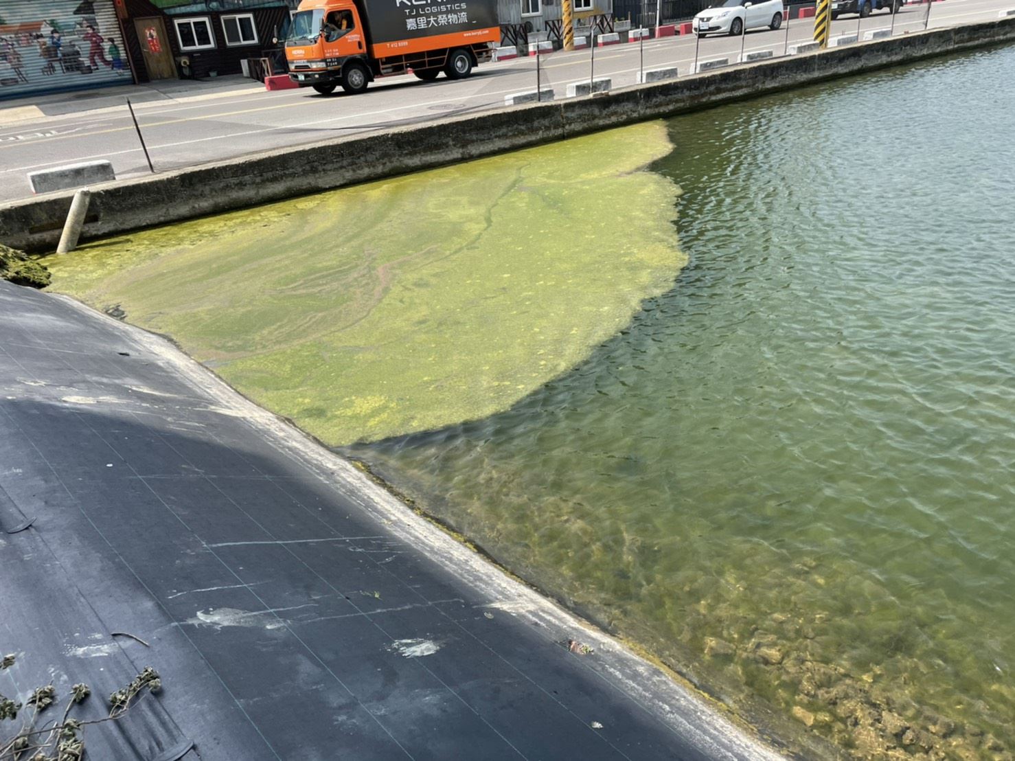 20210406池中藻2