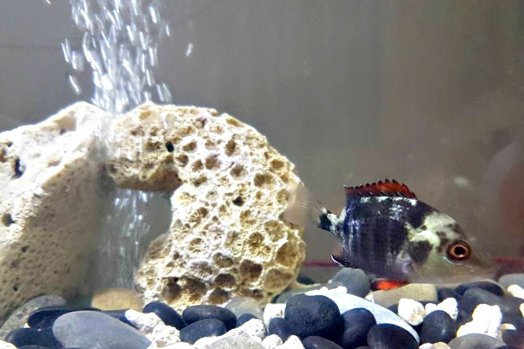 20220104銀紋笛鯛5