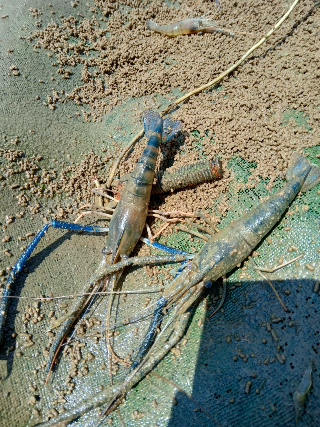 20230803泰國蝦殼有髒物1