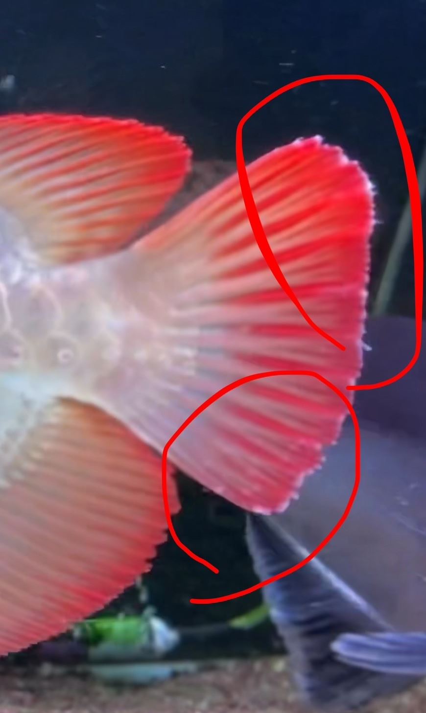 魚尾