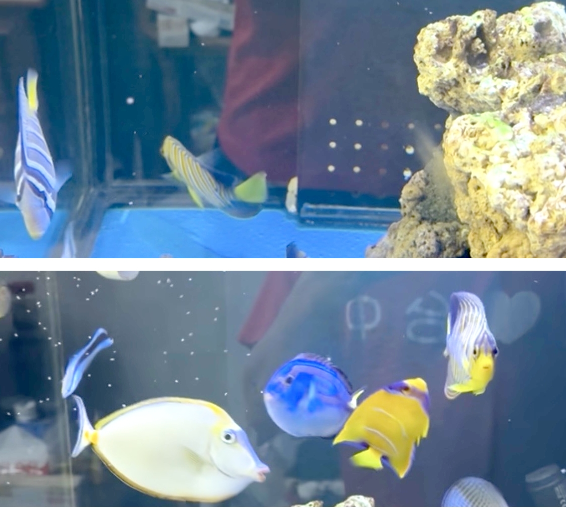 20251120皇帝神仙