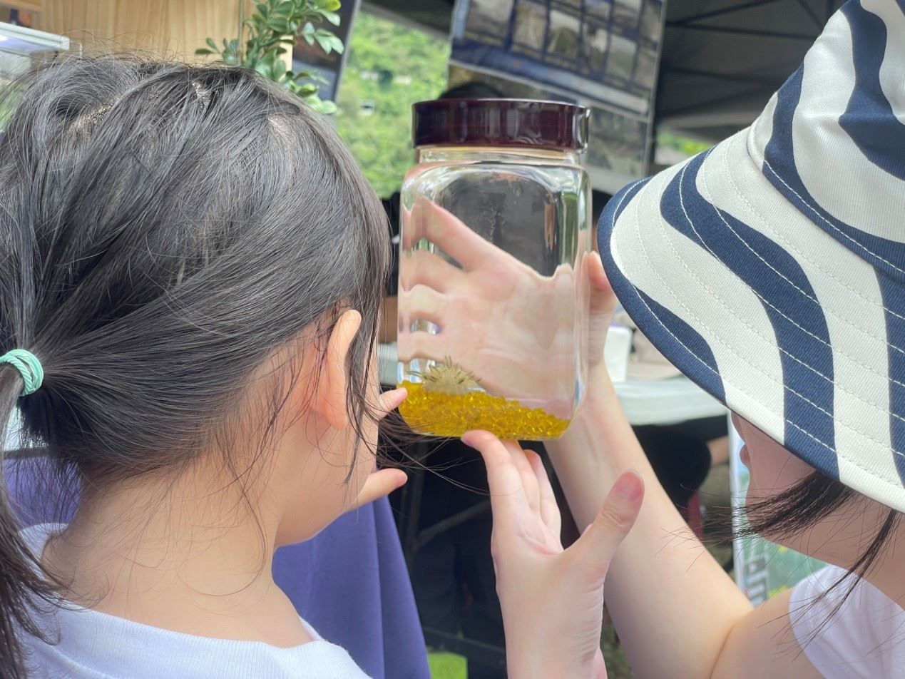 觀察本所培育的仙后水母生態瓶