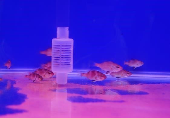 圖2、113年完成臺灣首次紅喉幼苗培育