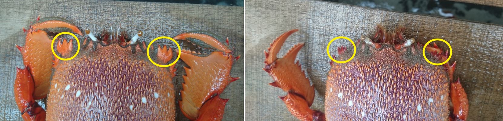 雄性甲殼上緣呈直角狀,鋸齒較為寬大(左);雌性甲殼上緣為尖,呈?圓形,鋸齒較短小(右)