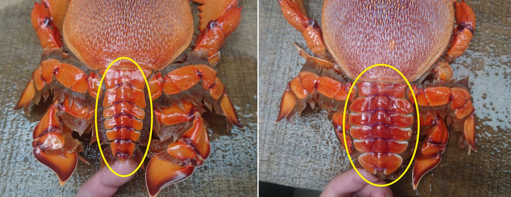 雄性個體腹板尖直(左);雌性個體腹板較為寬圓(右)