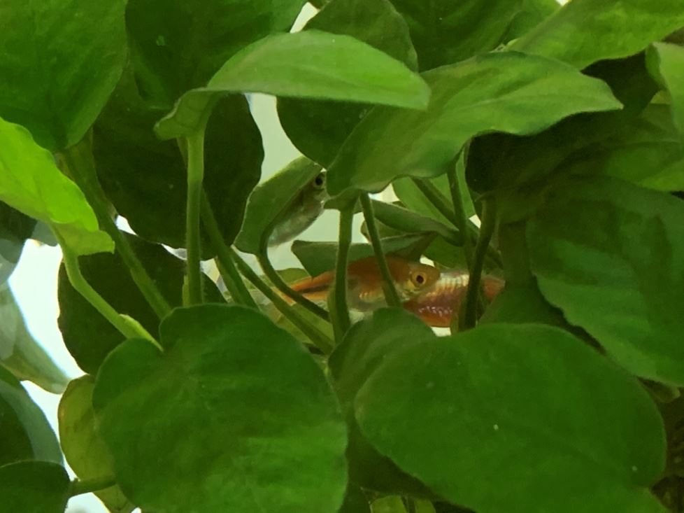 交配中的金三角燈