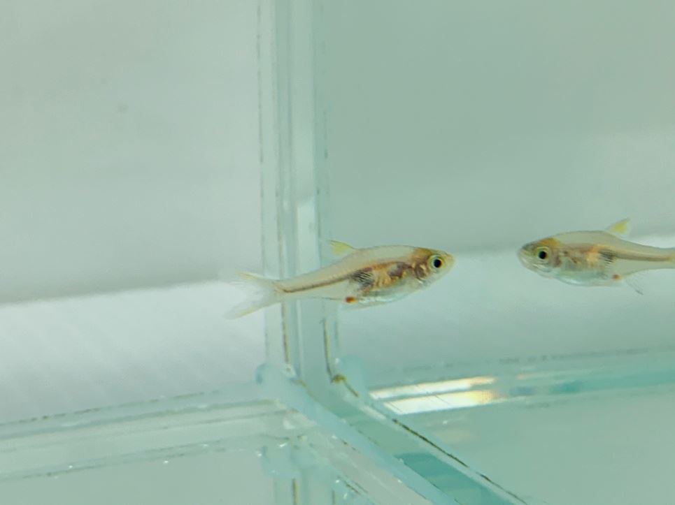 孵化後第100天,體型、外觀與成魚相仿且黑斑周圍開始出現亮橘色澤