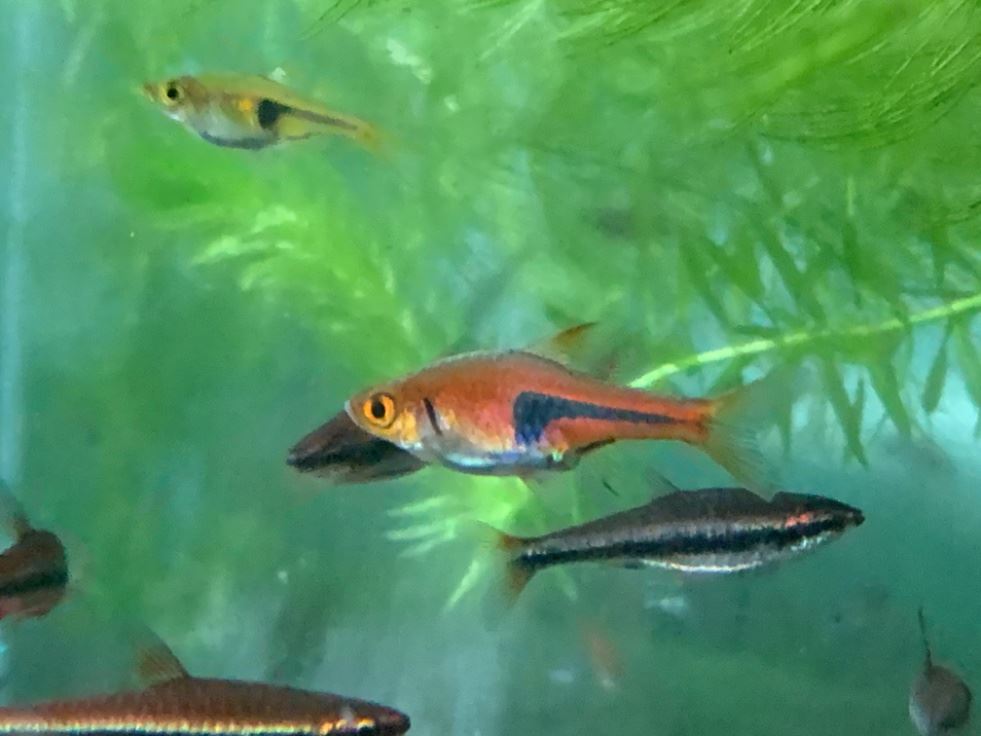 成熟的金三角燈 (圖中)