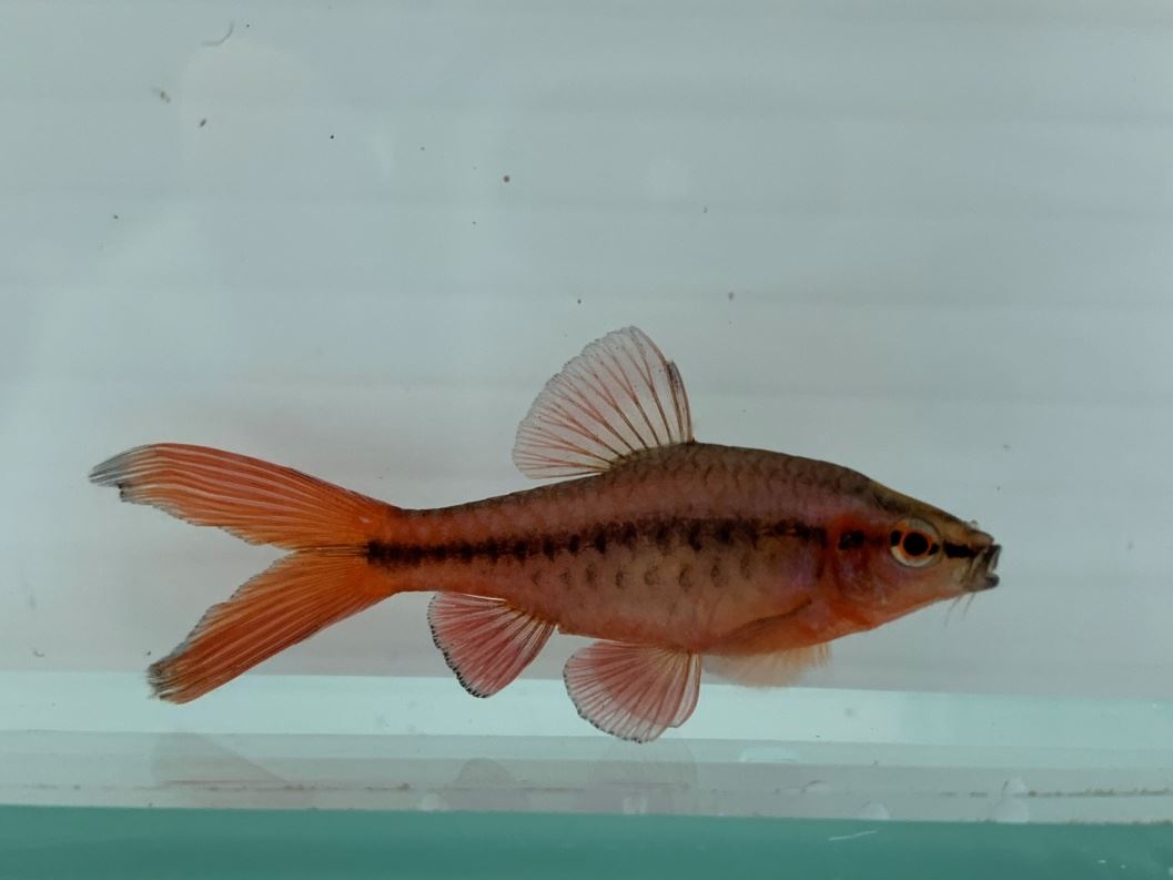 成熟的大帆櫻桃燈雄魚