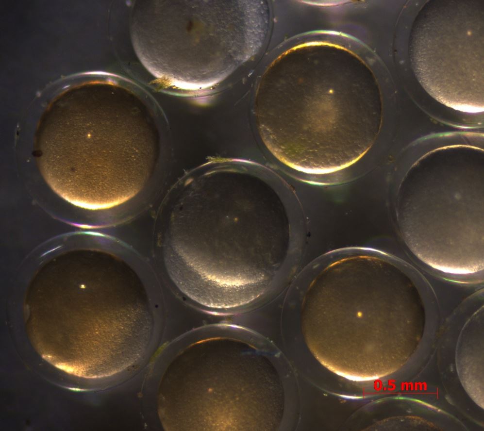 櫻桃燈的受精卵