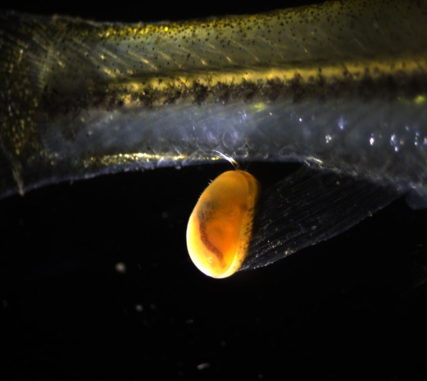 圖3、貝蚤夾附在羅漢魚臀鰭