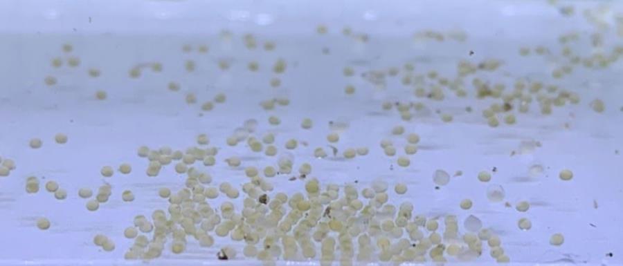 藍國王燈的受精卵