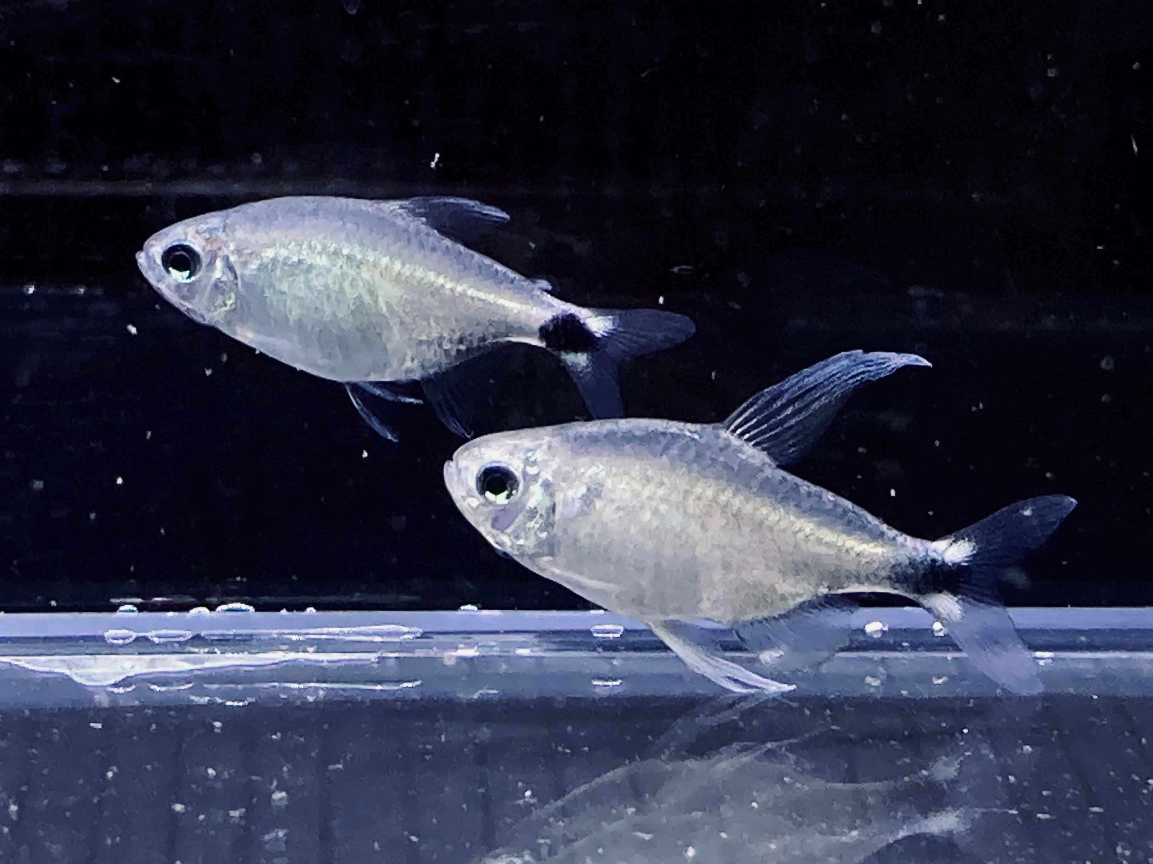 相似種大帆月光燈