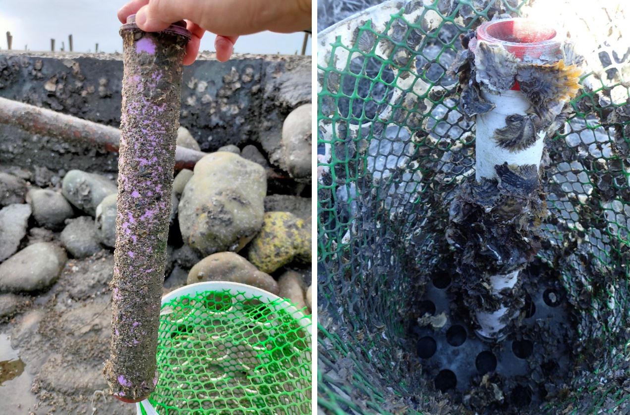 圖4、置於籠具中的附苗設備於109年5月10日調查時之附苗狀況(右)以及2個月後牡蠣的成長情形