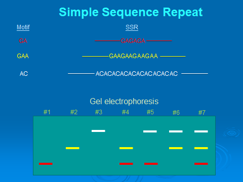 不同樣本經SSR擴增後進行膠電泳後之結果