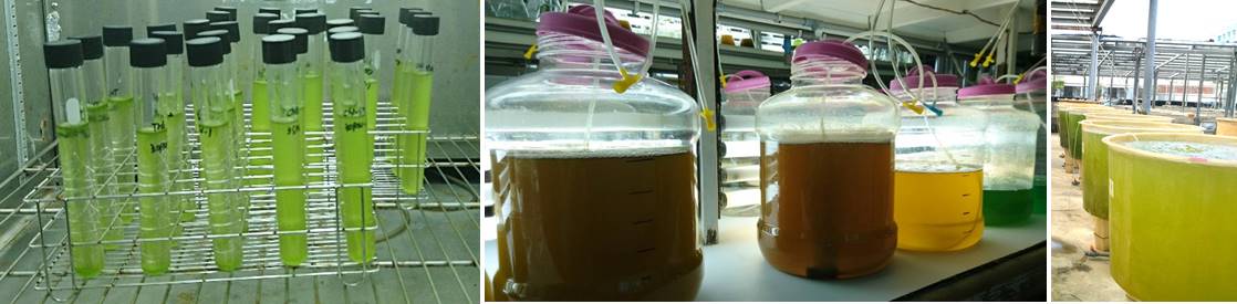 圖2不同培養方式