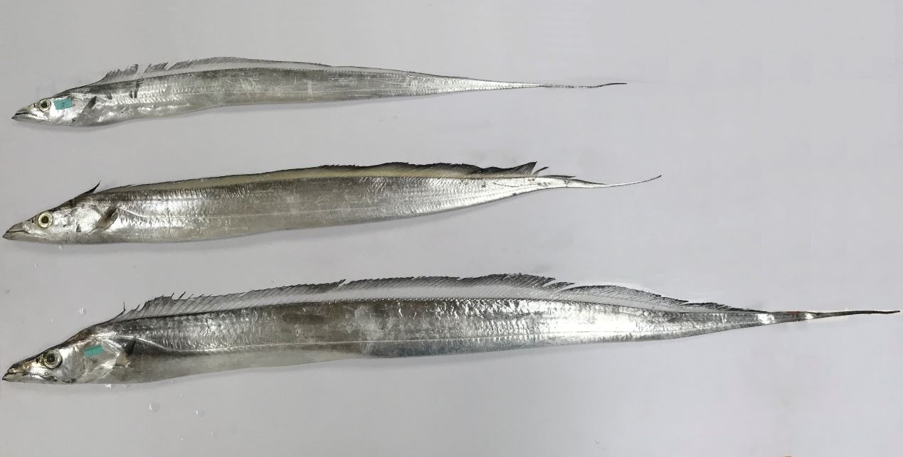 圖1、西南海域帶魚的主要漁獲種類包括日本帶魚(上)、南海帶魚(中)、白帶魚(下)