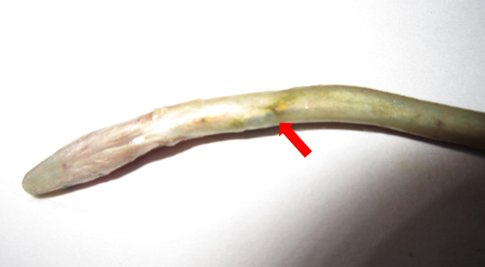 圖2、E. tarda感染之病鰻,肝腎潰瘍、穿孔並呈現於腹部(如箭頭所示)
