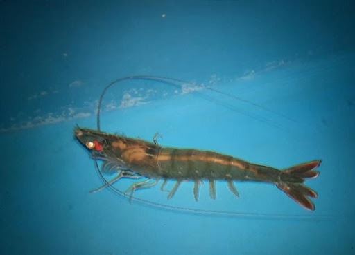 圖四、成熟雌蝦