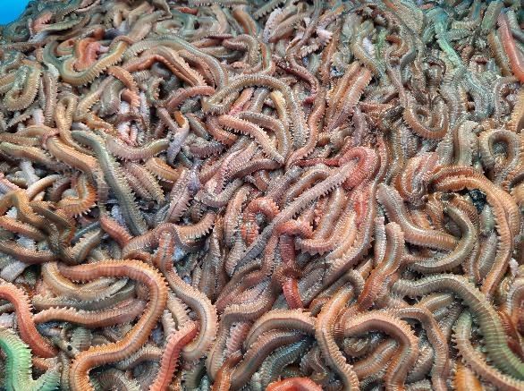 圖三、雙齒圍沙蠶