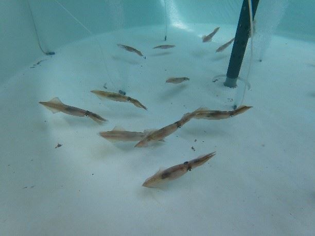 圖1、鎖管蓄養在10噸圓形FRP槽內，施以流水並充分打氣