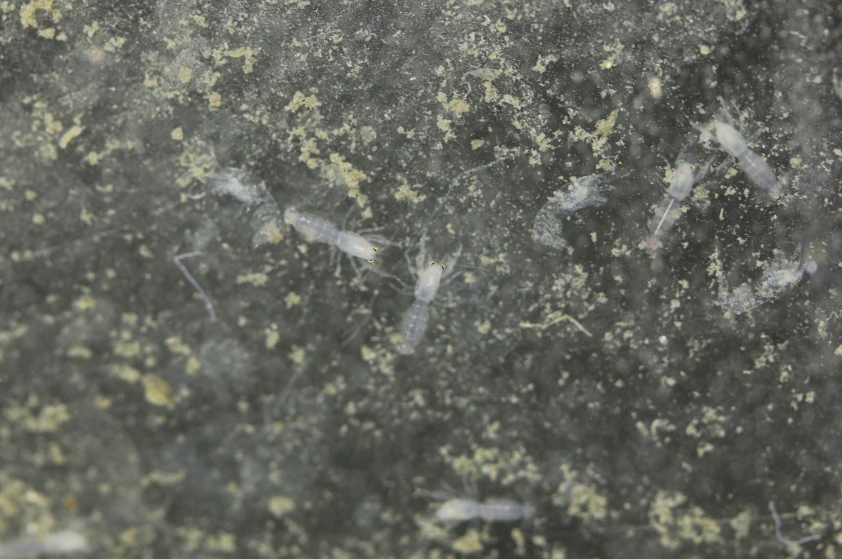 圖4、孵化3天後沉底爬行之蝦猴苗