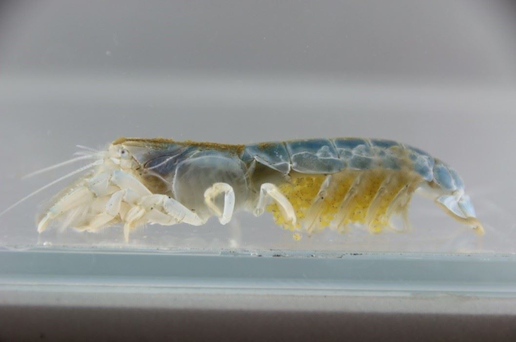 圖2、抱卵之雌蝦猴