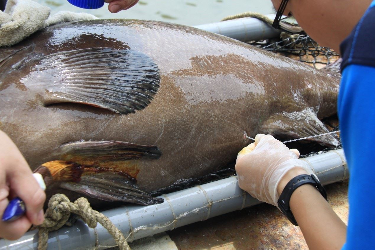 圖1、目前常以軟管伸入種魚生殖孔抽取生殖腺組織判定成熟度