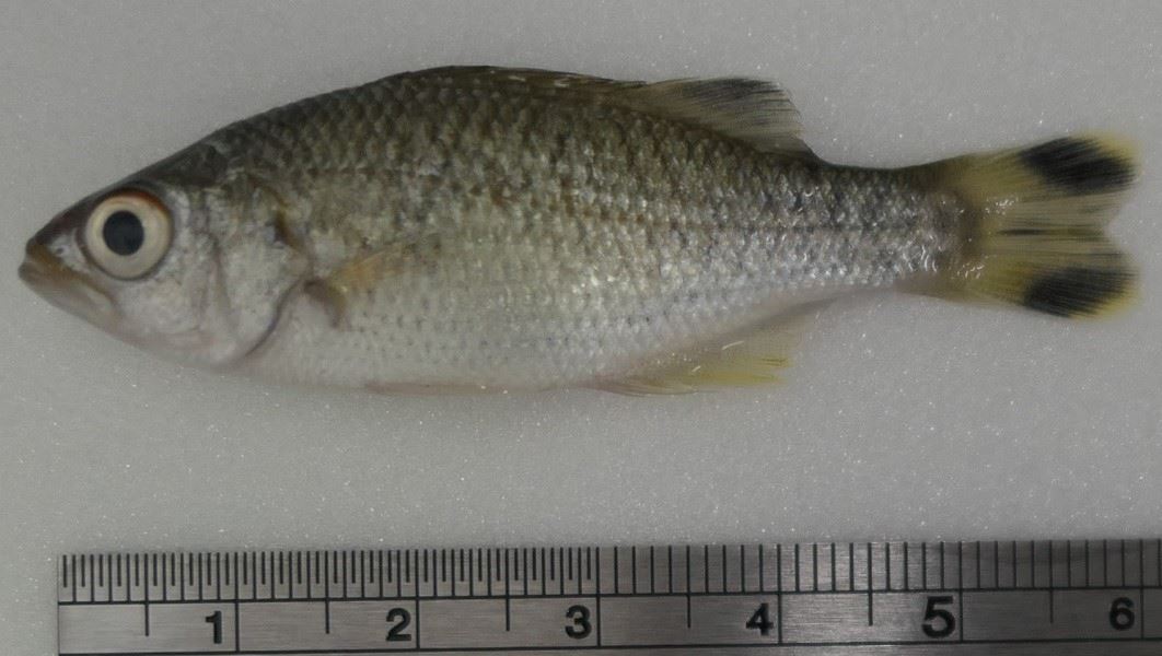 圖1、大口湯鯉尾鰭上下葉各有一個黑色斑塊