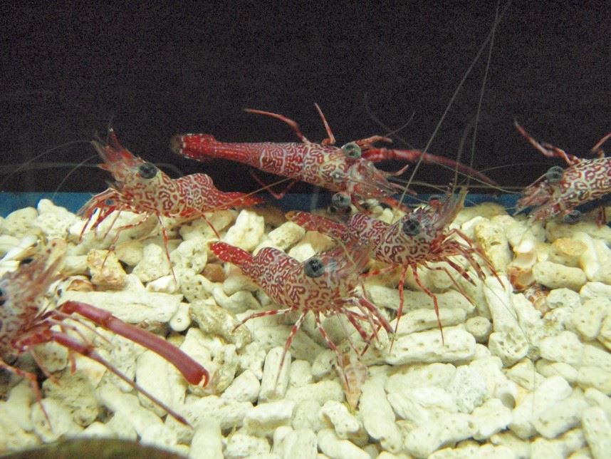 圖2、網紋活額蝦