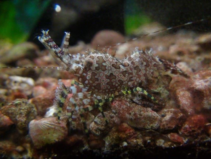 圖3、花斑掃帚蝦