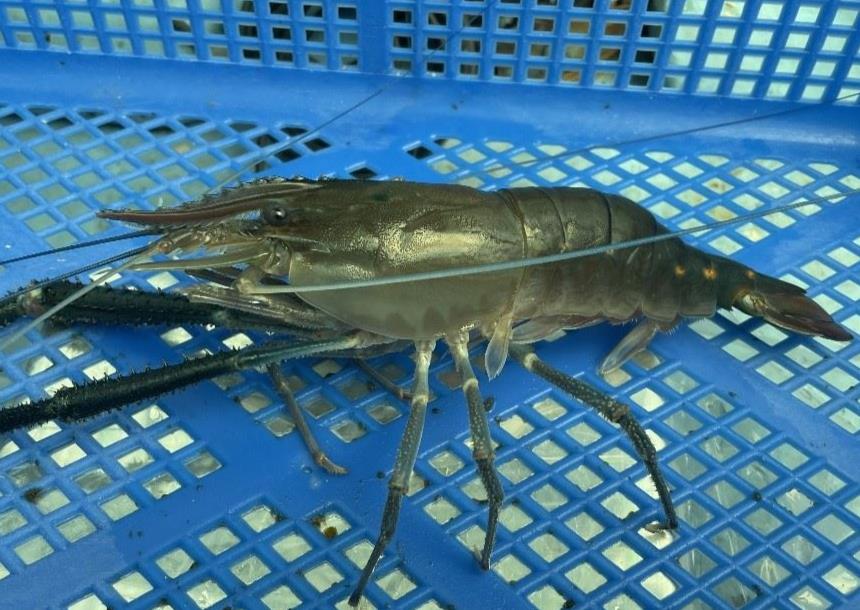 圖2、刺足沼蝦成蝦，身體紋路變淡，靠近尾扇處腹節間具有橘紅色小點