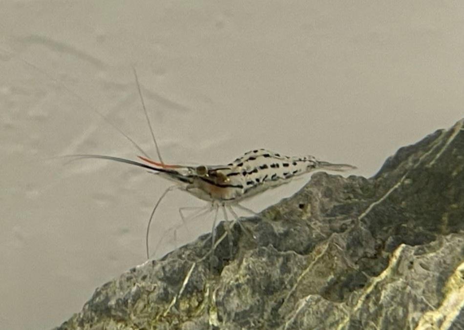 圖1、刺足沼蝦幼體額角呈紅色，體透明，具有墨綠色縱紋