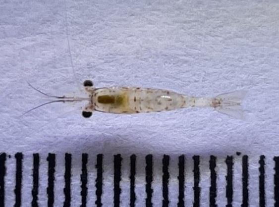 圖5、變態完成之後期稚蝦 (postlarva)，開始行底棲生活，可自由泳動