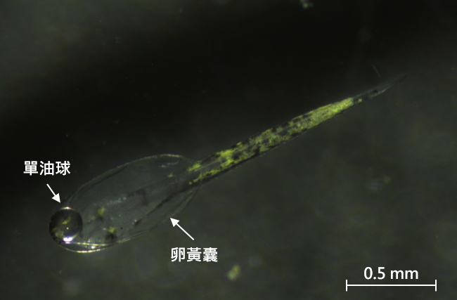 圖2、剛孵化的大口湯鯉魚苗，具大型卵黃囊