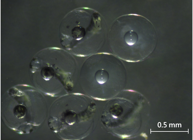 圖1、大口湯鯉受精卵