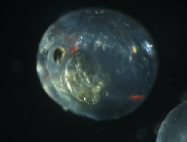 圖3、即將孵化之幼苗