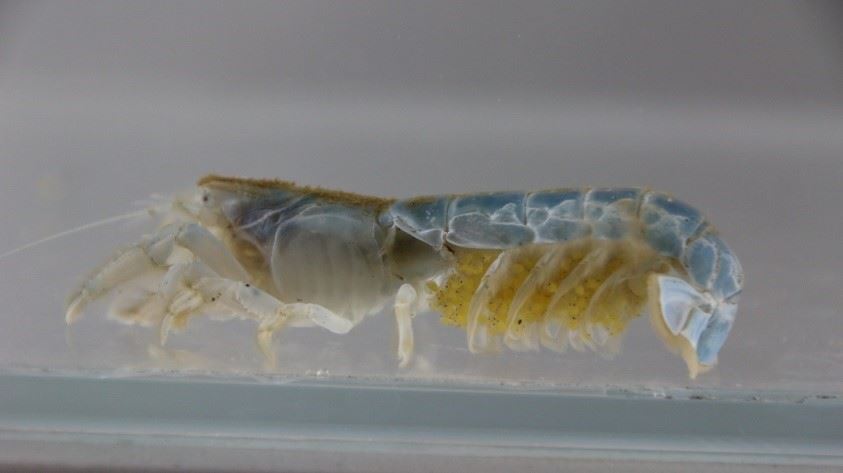 圖2、抱卵的母蝦猴