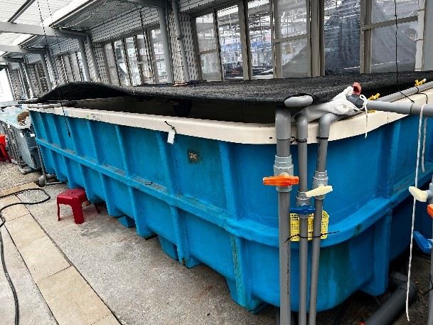 圖1、桶槽上方覆蓋黑布遮陽