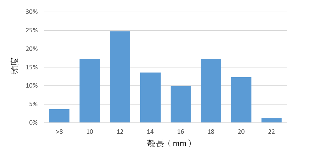 圖2、2022年11月於二崁高潮帶採獲之尖峰蛤殼長分布