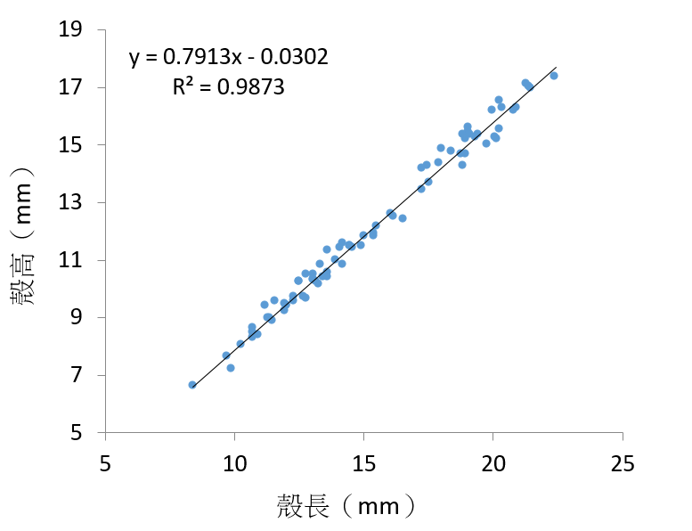 圖5、2022年11月於二崁高潮帶採獲之尖峰蛤殼長與殼高關係