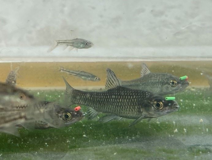 圖3、水族箱中羅漢魚鼻標清晰可見