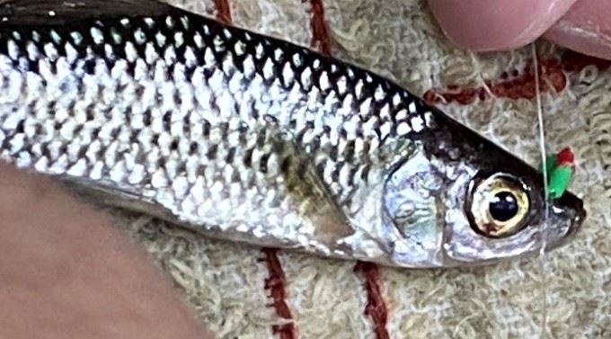 圖1、羅漢魚鼻標標識