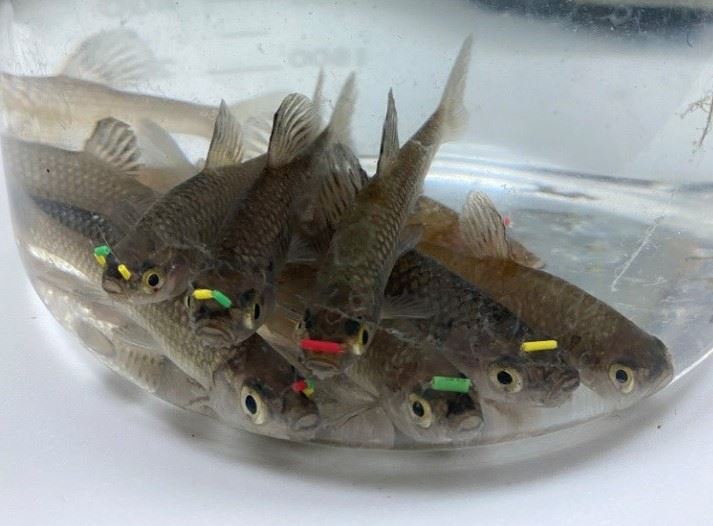 圖2、標識後的羅漢魚