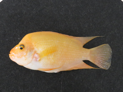 以慈鯛科觀賞魚為對象測試生理調控技術